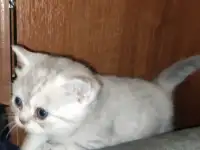 Шотландские чистокровные котята, фотография 8