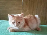 Ласковые, нежные котята в заботливые руки, фотография 3