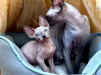 Канадский сфинкс котята, фотография 3