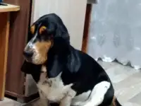 Зоогостиница ,,Tuzik