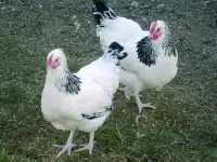 Куры несушки доставка по району, фотография 2