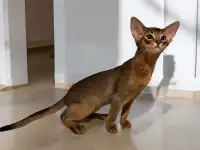 Абиссинский котёнок, фотография 3