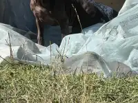Породистые щенки Курцхаара с родословной, фотография 3