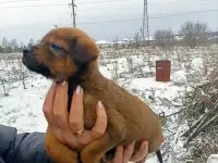 Щенки, фотография 3