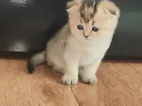 Шотландские котята, фотография 9