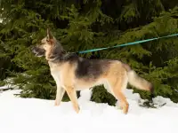 Великолепная собака Луша в дар, фотография 5