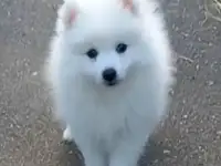 Японский шпиц