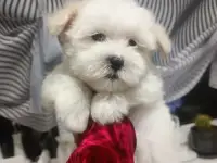 Мальтийской болонки щенки, фотография 2