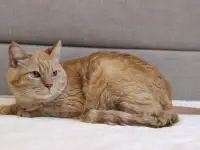 Симбочка чудесный рыжий котик ищет дом и семью!, фотография 9