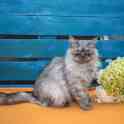 Котик ищет дом, фотография 2