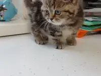 Котята британцы