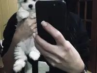 Этот малыш ищет своего хозяина!, фотография 4