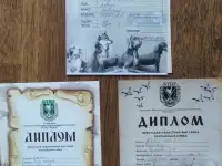 Щенки дратхаара, фотография 5