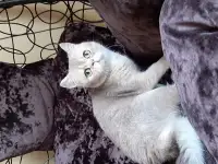 Шотландский кот голубая золотая шиншилла, фотография 5