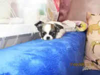 чихуахуа длинношерстный мальчик