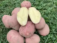 Картофель с доставкой, фотография 3