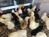 Цыплята кур несушек, фотография 2