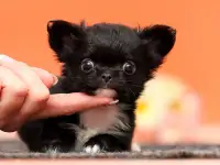 Девочка чихуахуа
