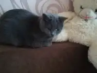 Отдам