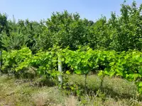 Продам фермерское хозяйство Перки, фотография 8