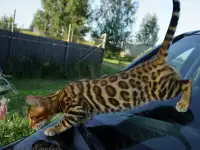 БЕНГАЛЬСКИЕ КЛУБНЫЕ КОТЯТА, фотография 3