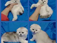 Шотландские котята. Шиншиллята.