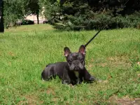 Голубо-подпалый французский бульдог приглашает дам, фотография 4