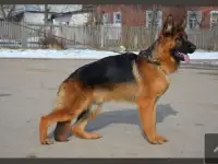 Щенки немецкой овчарки, фотография 4