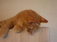 Домашний котенок 4 мес. Любит спать на ручках, добрый, очень нежный, фотография 7