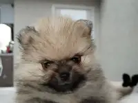 Померанский шпиц
