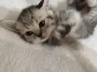 Шотланские котята  Мозырь