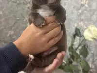 Продам щенка чихуахуа