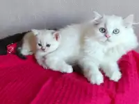 Шотландские котята с голубыми глазами, фотография 4