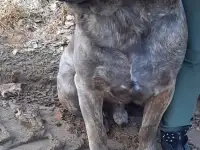 Шикарный алиментный мальчик Итальянского Кане-Корсо, фотография 4