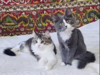 Котята в дар для любви!
