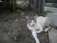 котята- метисы, фотография 5