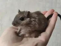 Песчанки, фотография 2