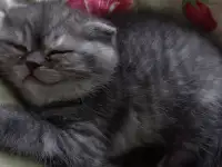 Продажа котят весловухих, фотография 5