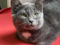Котята 3-4 месяца, фотография 6