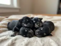 Щенки цвергшнауцера