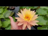 Водные растения для озеленения декоративных прудов, фотография 4