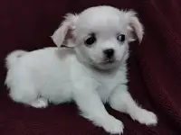 Чихуахуа Мальчик и Девочка, фотография 3