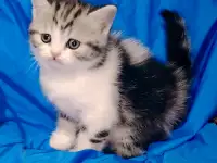Шотландская кошечка котенок., фотография 2