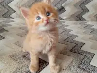 Котята сибирские, фотография 2
