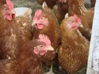 Куры несушки доставка по району, фотография 2