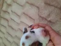 Очаровательные детки, фотография 2