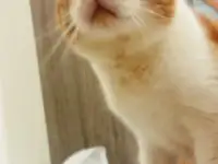 Чудесный рыжий котик Бонечка ищет дом и семью!