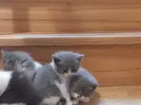 Отдам котят в хорошие руки, фотография 5