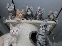 Котята мейн-кун, фотография 2