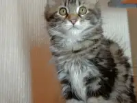 Котята мейн-кун, фотография 2